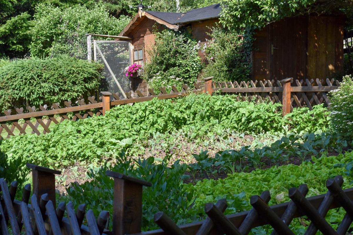 Gemüse aus dem hauseigenen Garten, Gästehaus Bischof in Schöder